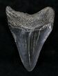 Black Megalodon Tooth - South Carolina #21254-2